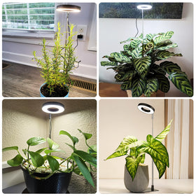 Hywyimlait Small Halo Grow Light decor-ready for hanging or floor planters