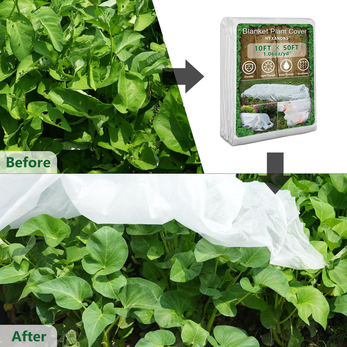 Hyxanons germination-tool early planting enables extended growing season.