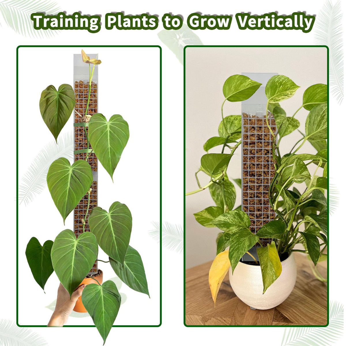 HYYZ Monstera climbing plant support encouraging greener, healthier vines