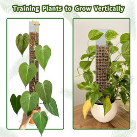 HYYZ Monstera climbing plant support encouraging greener, healthier vines