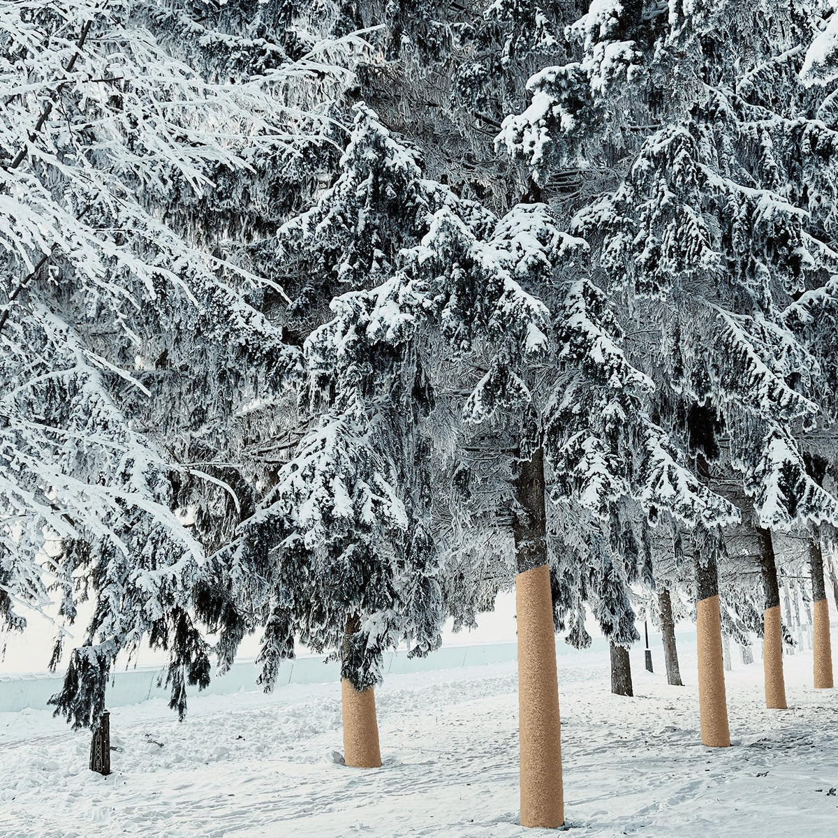 HZCGJMY wrap in garden setting demonstrates outdoor tree protection