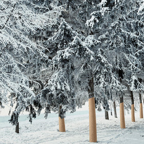 HZCGJMY wrap in garden setting demonstrates outdoor tree protection