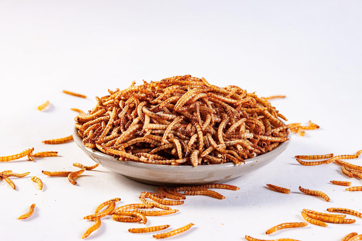 I LOVE WORMS bluebird feeding with mealworms supports active, protein-rich bird meals.