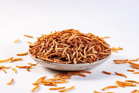 I LOVE WORMS bluebird feeding with mealworms supports active, protein-rich bird meals.