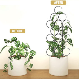 IA Garden trellis decorates potted plants with a neat tree-like silhouette.