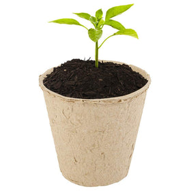 IAXSEE eco-friendly gardening kit for seed starting and growing.