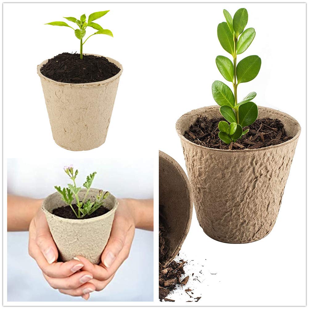 IAXSEE transplant-ready peat pot in soil showing root-friendly design.