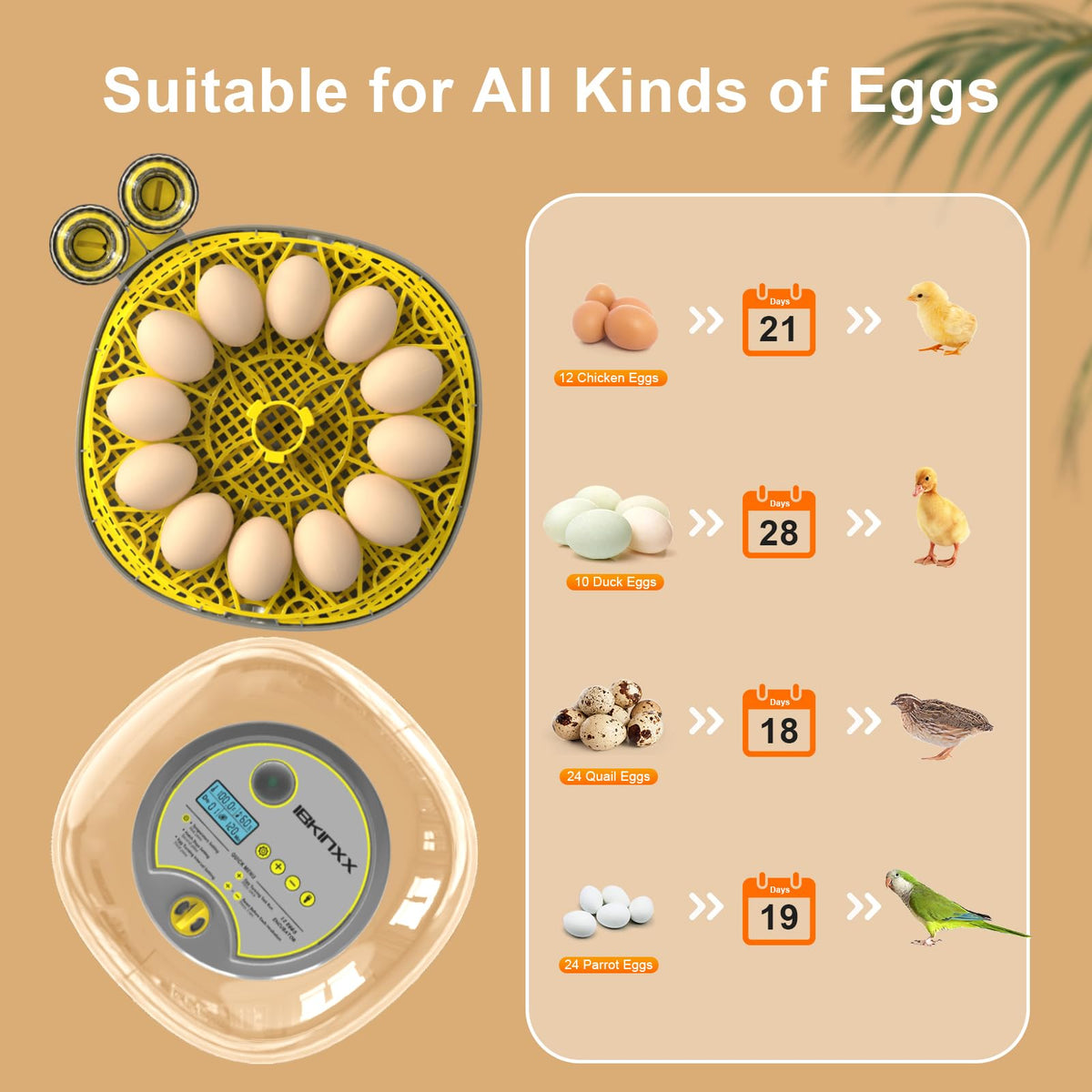 IBKINXX incubator 360° view allows non-intrusive monitoring of eggs.