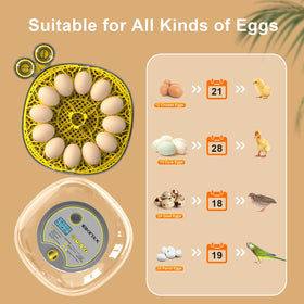 IBKINXX incubator 360° view allows non-intrusive monitoring of eggs.