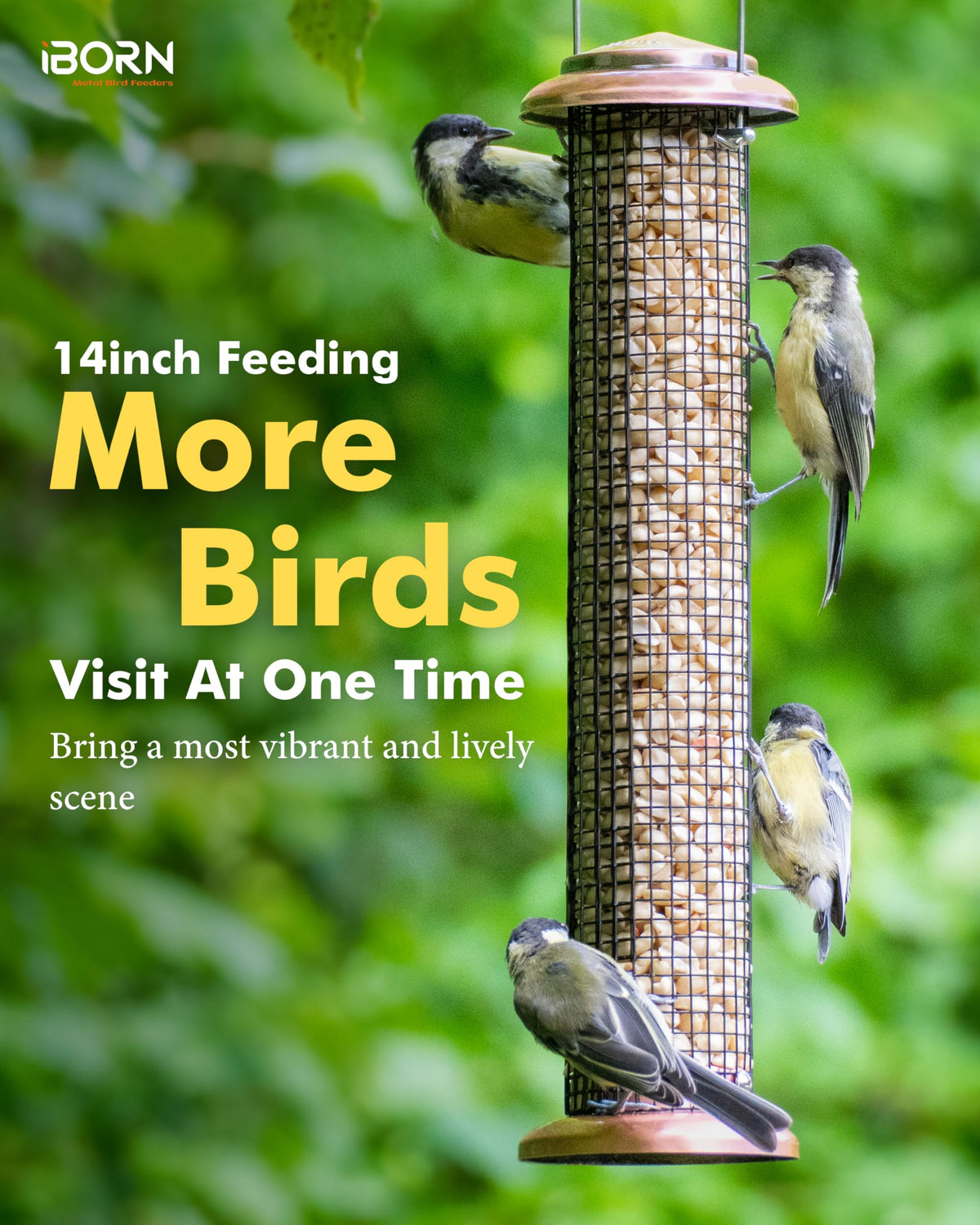 iBorn one-pound capacity seed feeder holds peanuts and sunflower seeds for busy mornings.