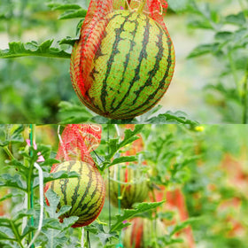 Iceyyyy 100-pack nets help organize harvests and reduce waste.