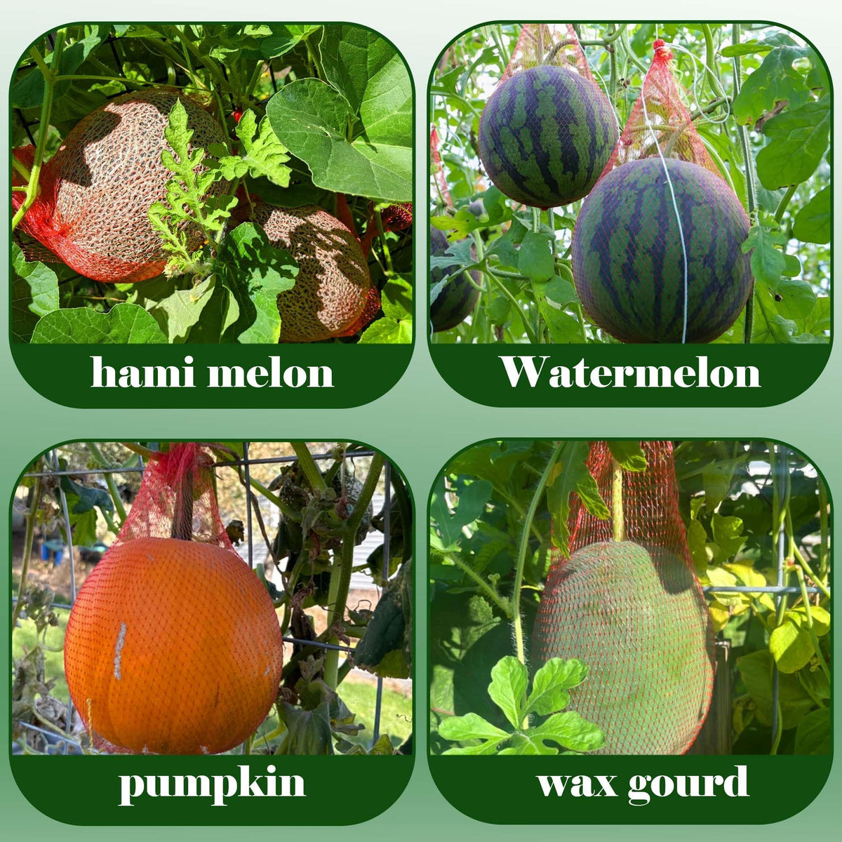 Iceyyyy eco-friendly fruit storage solution for home gardens.