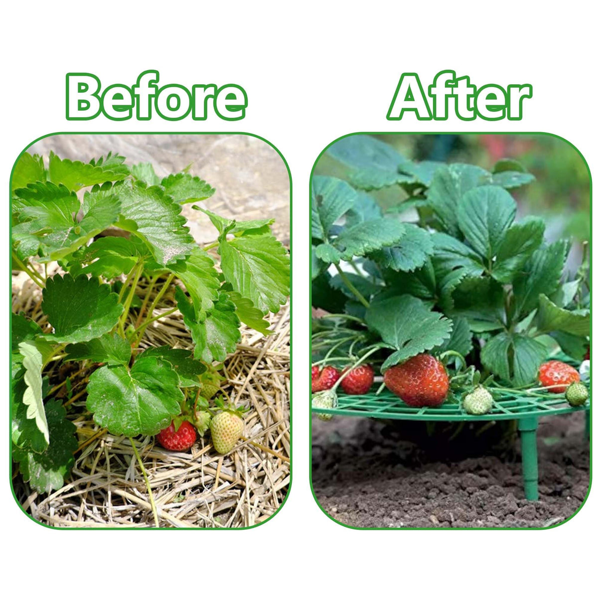 Iceyyyy frame keeps berries dry and clean by lifting them off the ground.