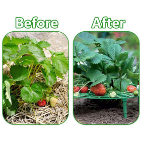 Iceyyyy frame keeps berries dry and clean by lifting them off the ground.