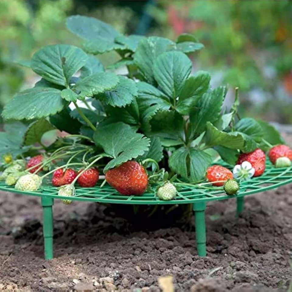 Iceyyyy strawberry plant support rails and stakes enable quick setup for strong berries.