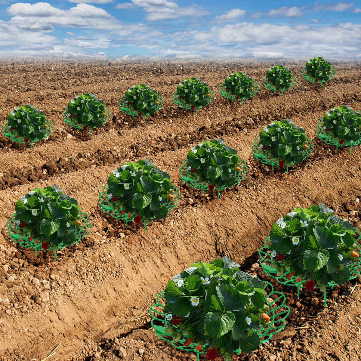 Iceyyyy strawberry stand keeps fruit off soil for less rot risk and easier handling.