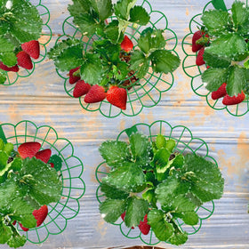 Iceyyyy strawberry stand supports off-season storage and reuse next year.