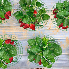 Iceyyyy strawberry stand helps maintain tidy beds through wet growing seasons.