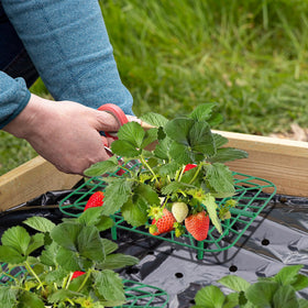 Iceyyyy wide-application frame supports tomatoes, eggplants, and vegetables beyond strawberries.