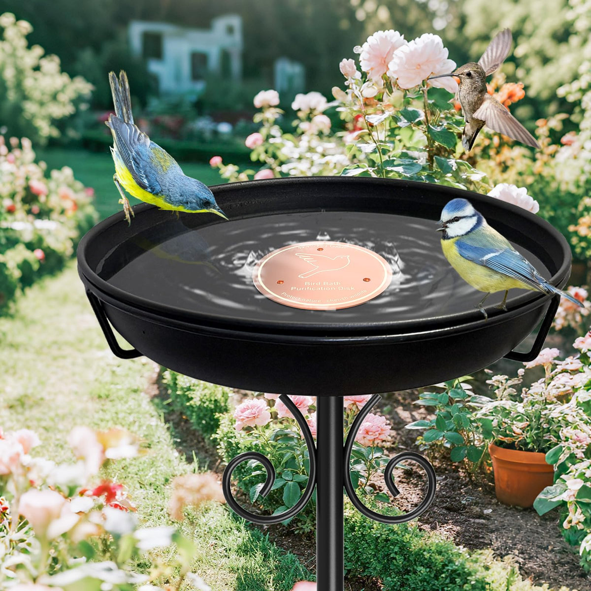 iCHKED copper disk enhances garden water features for birds.