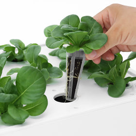 iDOO Growth Sponges expand when soaked, aiding root space