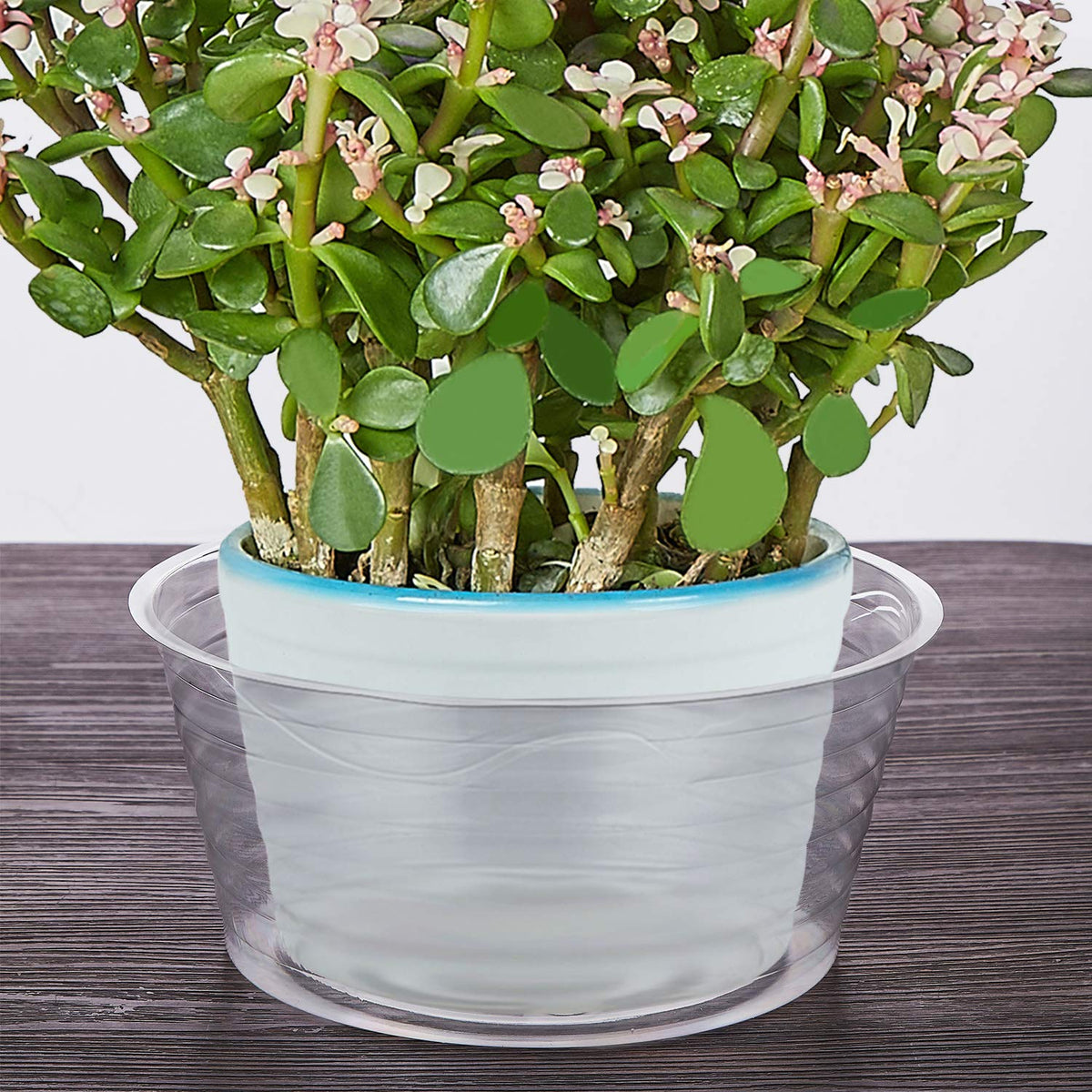 Idyllize clear 8in plant saucer pack shows ready-to-use set.