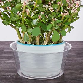 Idyllize clear 8in plant saucer pack shows ready-to-use set.