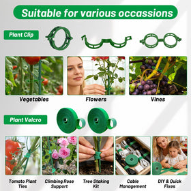 IKKAB stake inserted into soil supports stems without root disturbance.