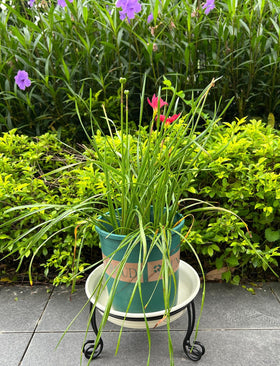 iLTreFlo birdbath display stand elevates bowls in gardens