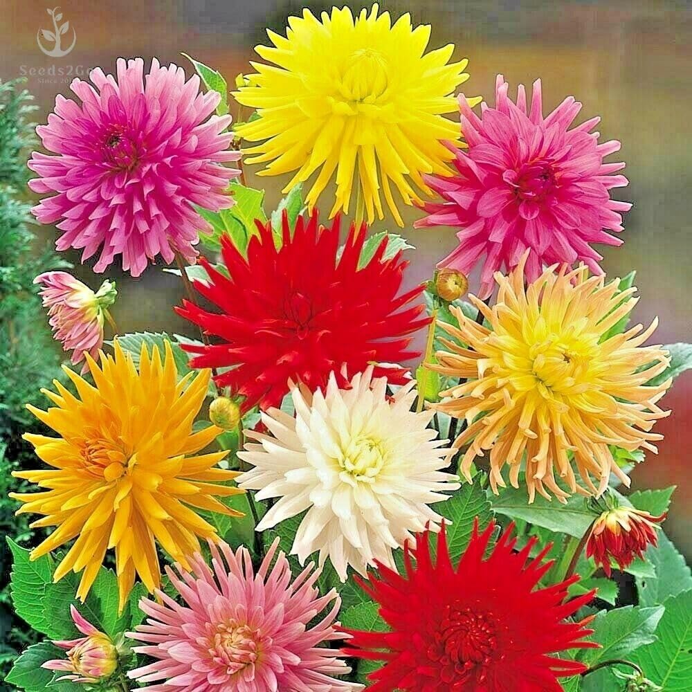 Seeds2Go Zinnia Elegans Cactus Flowered Mix – 1,500 Seeds
