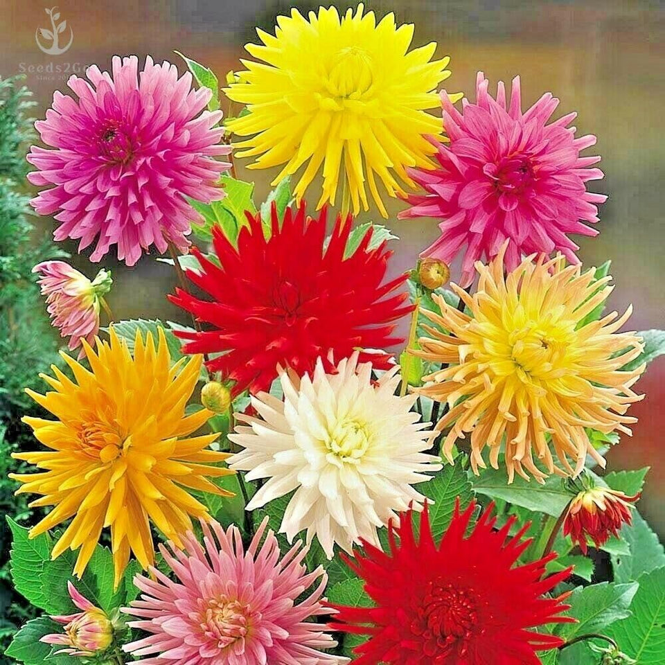 Seeds2Go Zinnia Elegans Cactus Flowered Mix – 1,500 Seeds