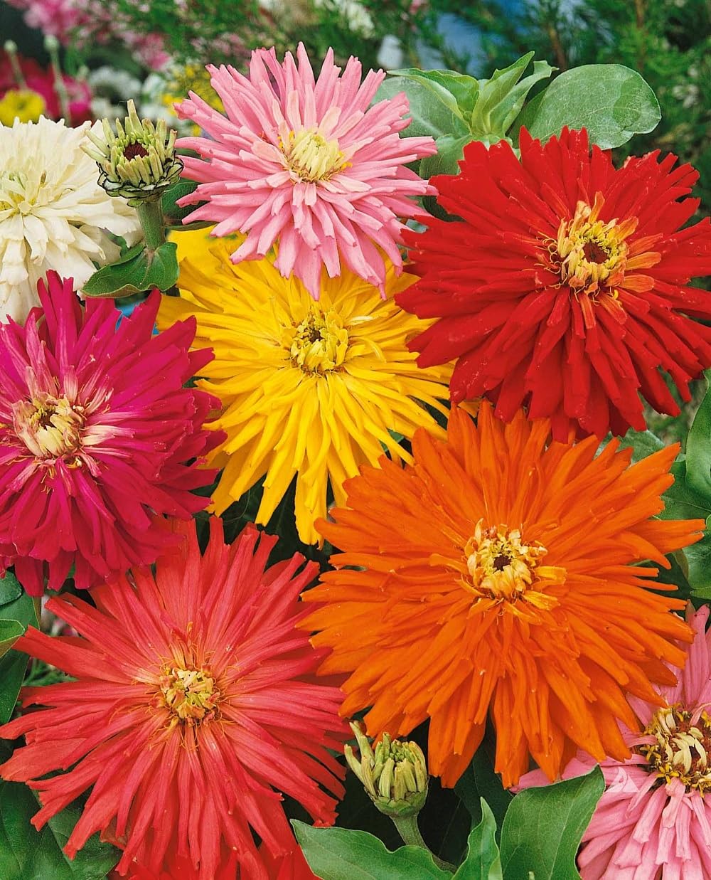 Seeds2Go Zinnia Elegans Cactus Flowered Mix – 1,500 Seeds