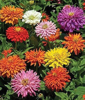 Seeds2Go Zinnia Elegans Cactus Flowered Mix – 1,500 Seeds