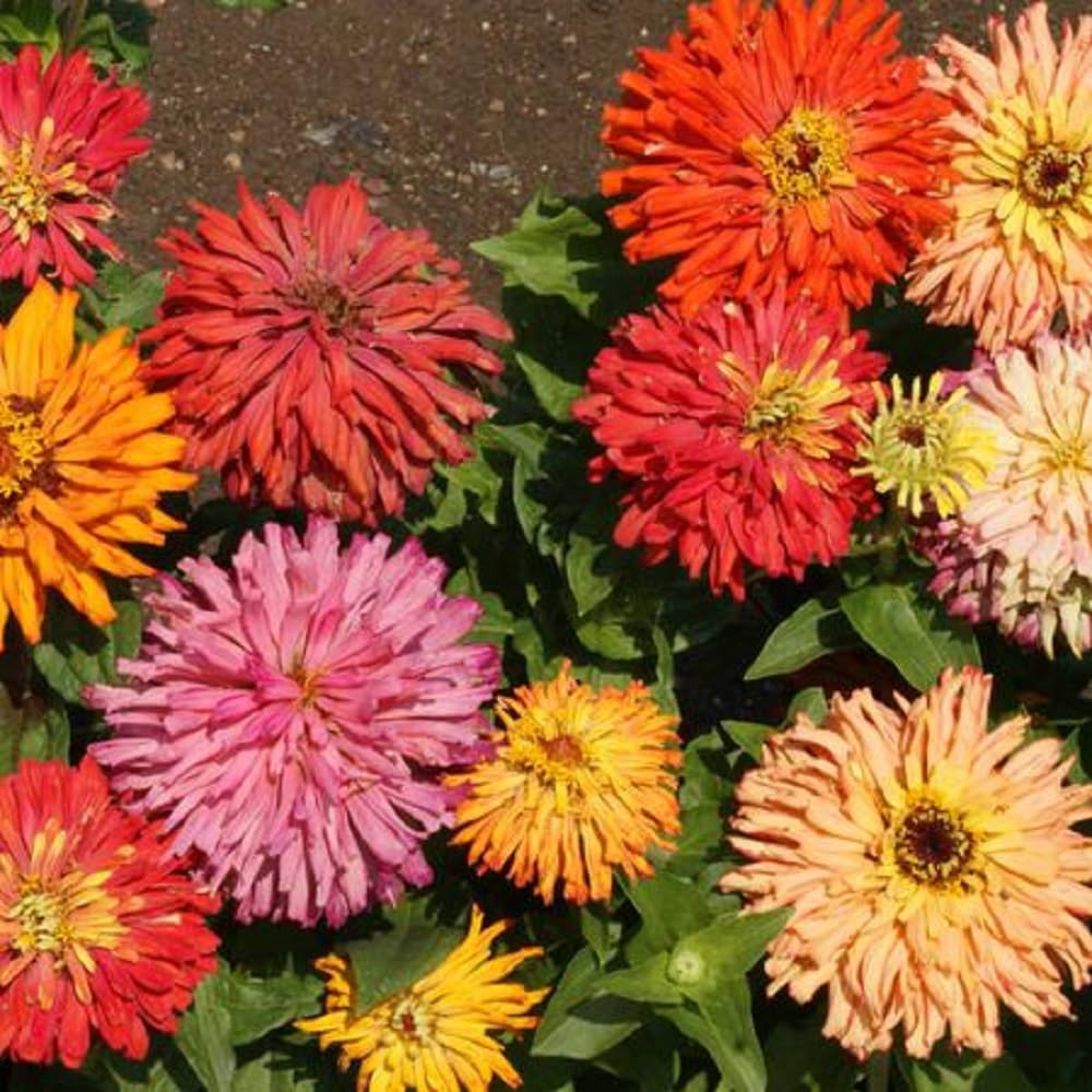 Seeds2Go Zinnia Elegans Cactus Flowered Mix – 1,500 Seeds