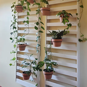 Maosen wall-mounted plant ring on outdoor wall showcasing modern decor