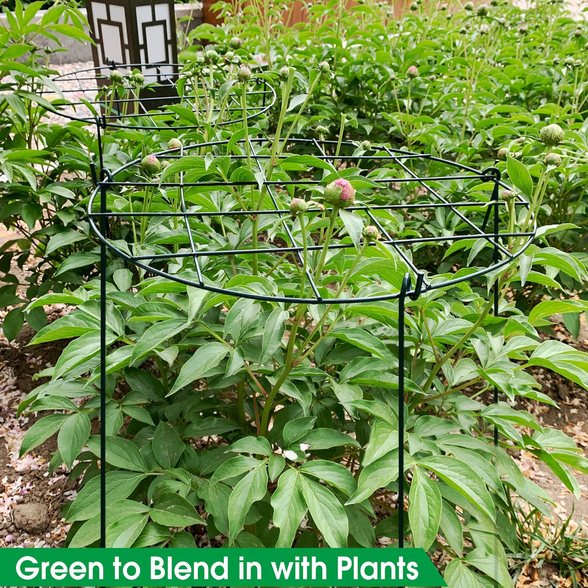 Sekcen 6 Pack Peony Support Cage – Grow-Through Plant Supports, 16 x 24 Inch