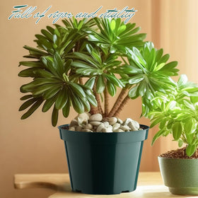 BTPLASTIK planting varieties like mint and cactus in these pots