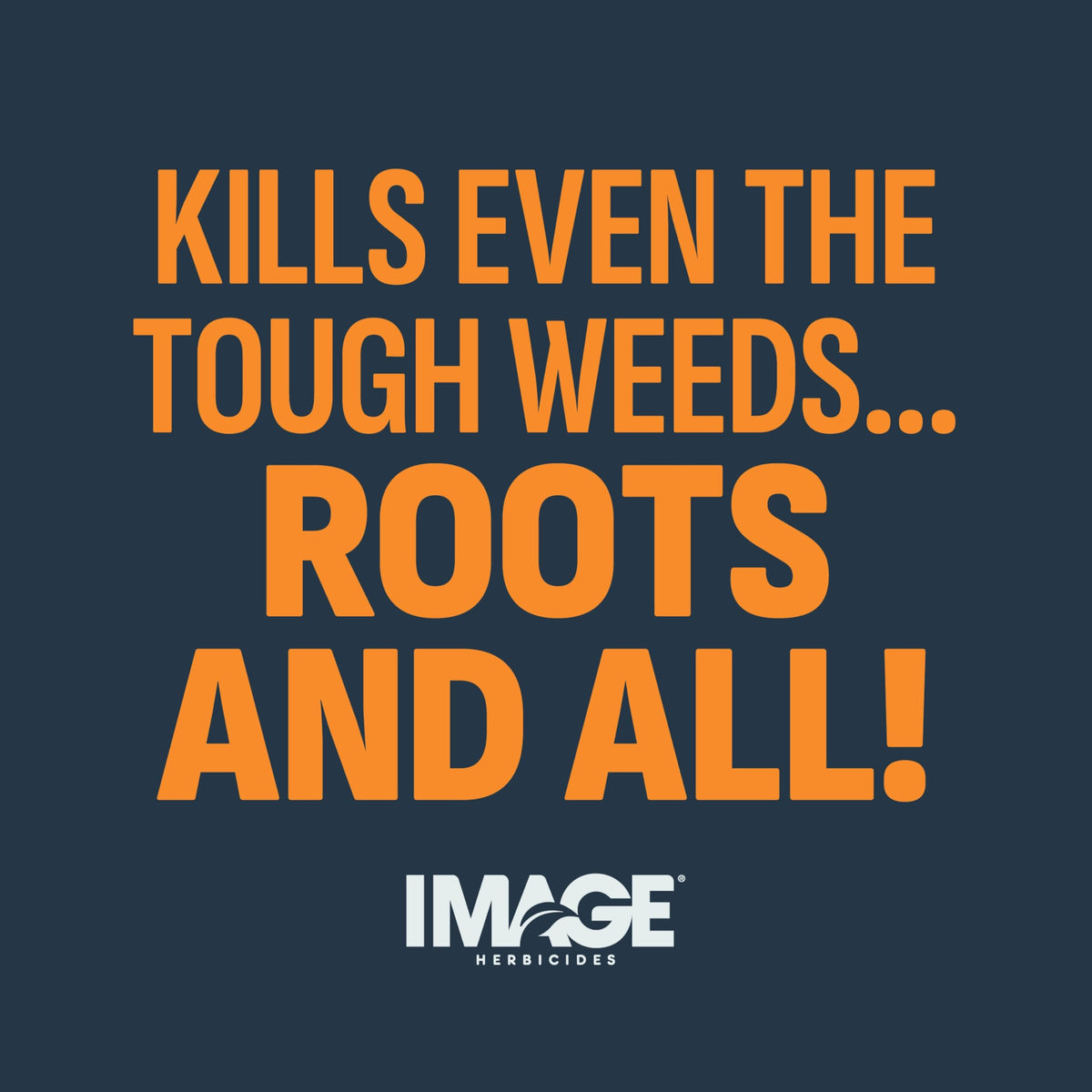 Image Herbicides compatible with tall fescue and bermudagrass lawns.