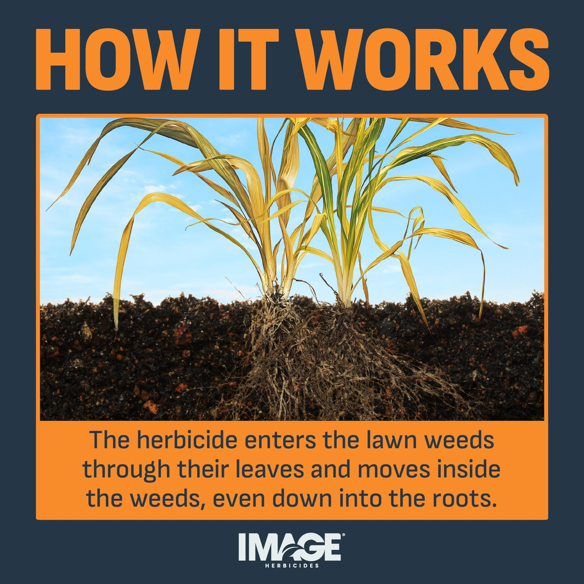 Image Herbicides water-based formula safe when used as directed.