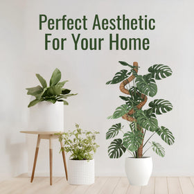 imezos indoor plant climbing support ideal for Monstera and friends