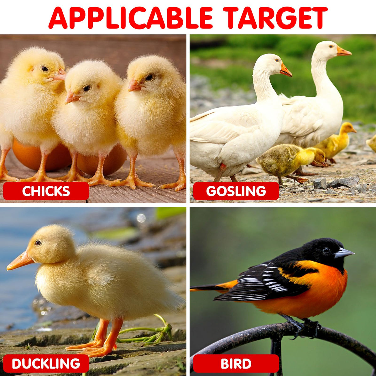 IMIKEYA baby chick feeder and waterer in compact design.