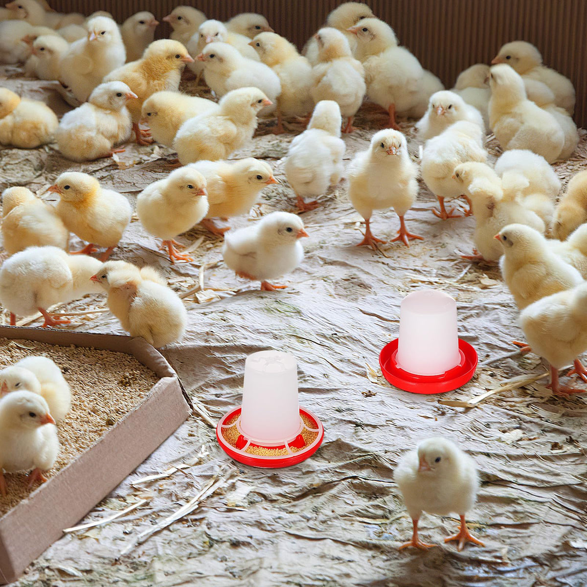 IMIKEYA chick waterer with cap in action for easy filling.
