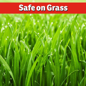 IMUSTGARDEN Armadillo Repellent is grass-safe across growth stages with safe use