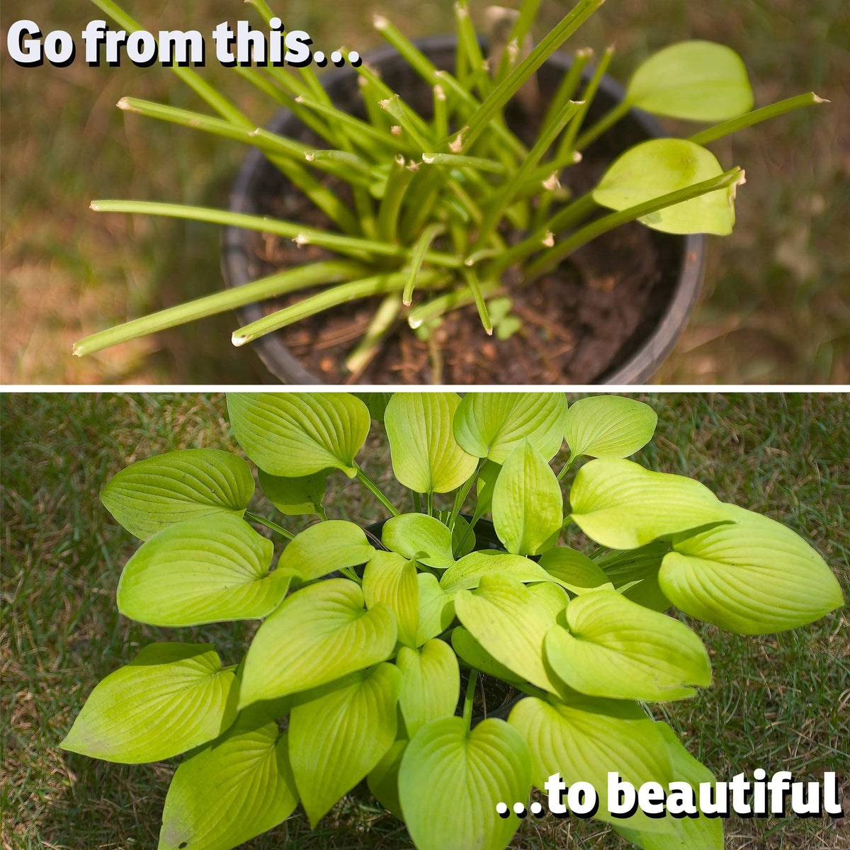 Hostas protected by IMUSTGARDEN spray on perennial leaves