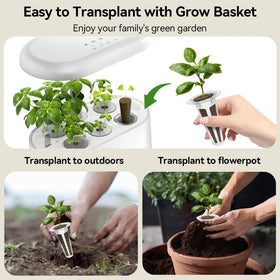 inbloom Fragrant Bouquet seed pods for URUQ deliver reliable germination and decorative blooms.