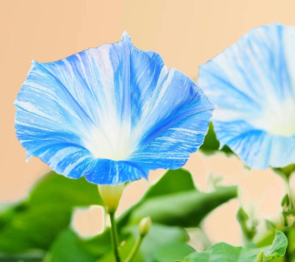 Indoor-outdoor friendly vines thrive on sunny windowsills and fences using Seeds Of Strength seeds.