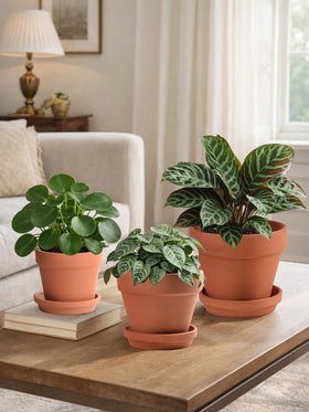 INGOFIN terracotta pots on shelf blending with natural decor.