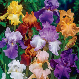 Iniloplant Bearded Iris rhizomes—5 bulbs—easy to plant for vibrant garden borders.