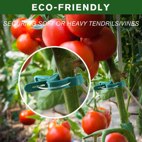 Iniscape tomato vine clips stabilizing fruit-bearing stems.