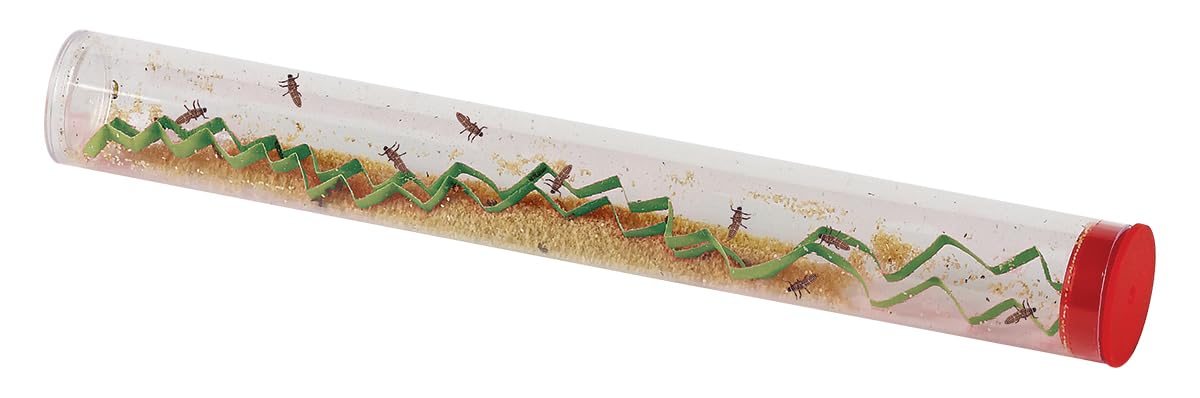 Insect Lore educational activity image featuring live ladybugs in progress.